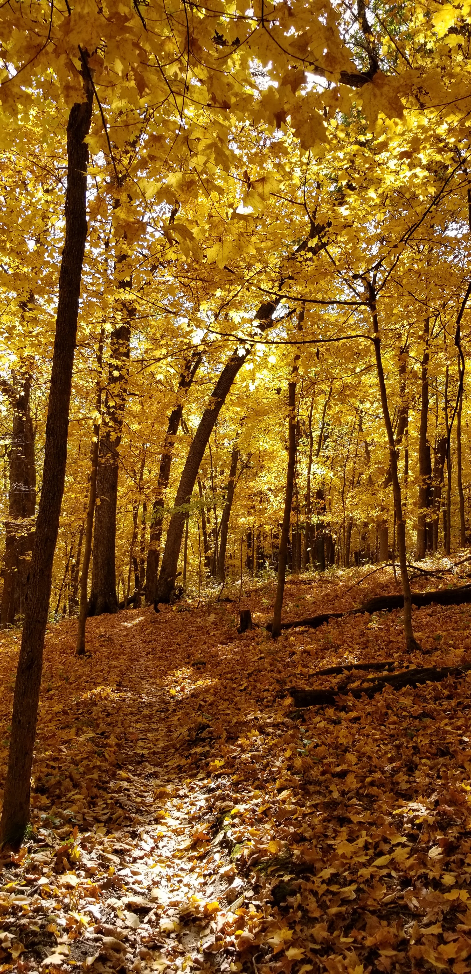 A picture of yellow fall leaves both on the trees and the ground so the entire photo is yellow.