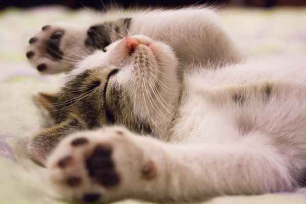 The face and front legs of a white and gray kitten lying on its back with its front paws in the air.